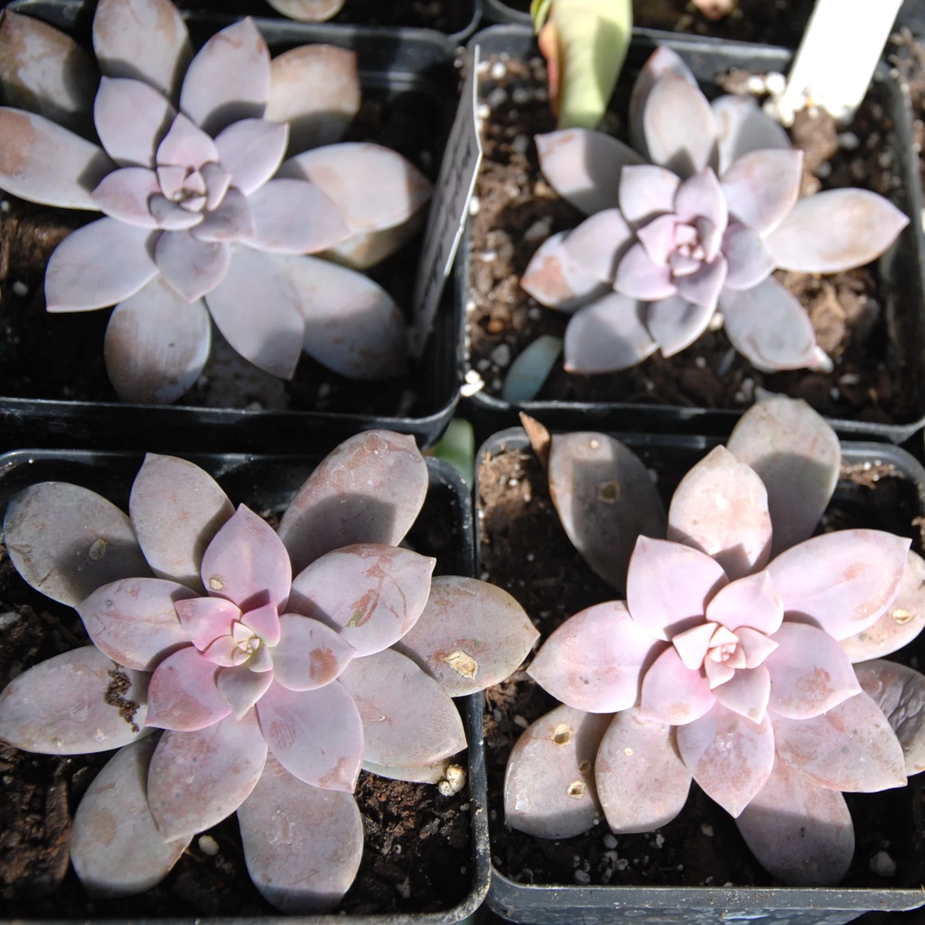 Graptopetalum superbaum