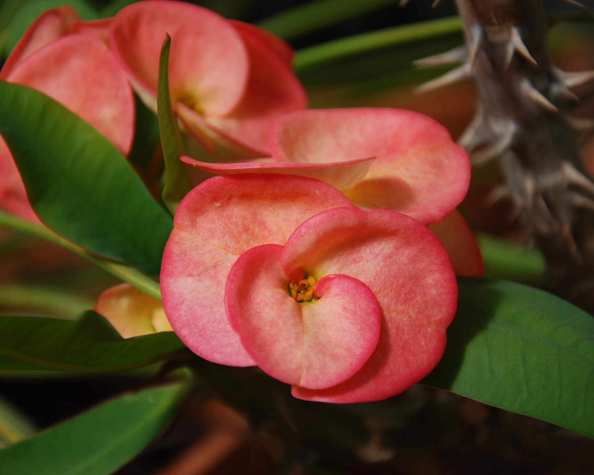  Euphorbia millii 'Egad s'