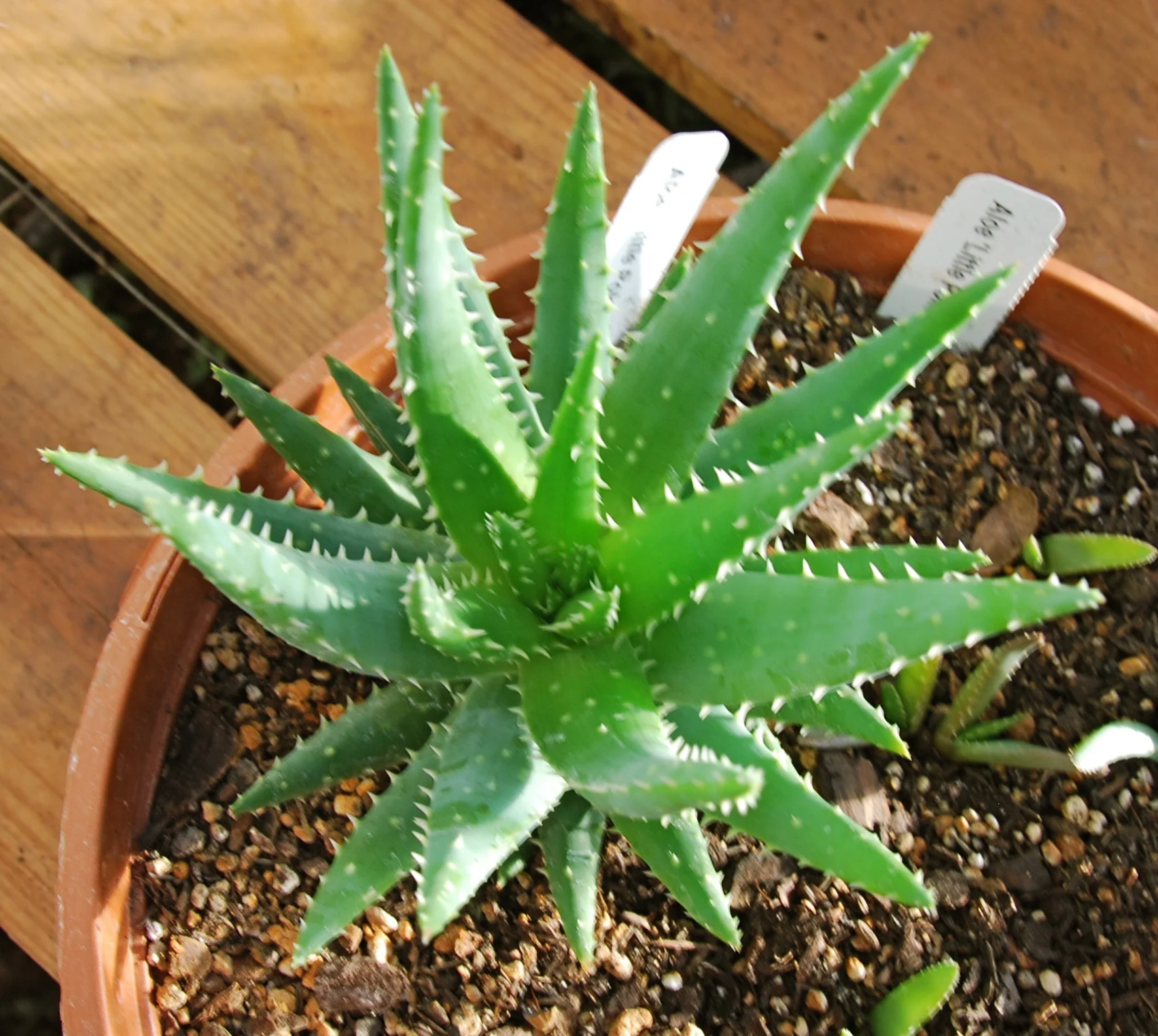  Aloe 'Little Poker'