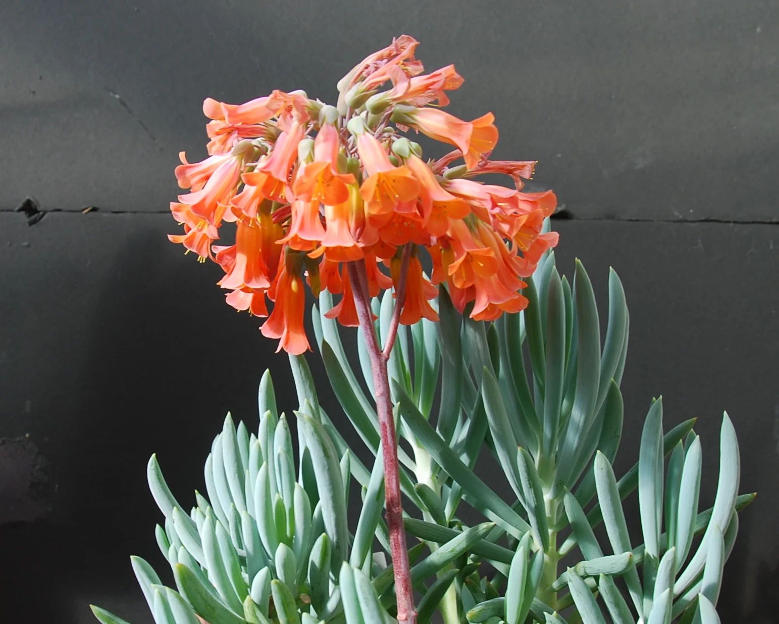  Kalanchoe tubiflora 