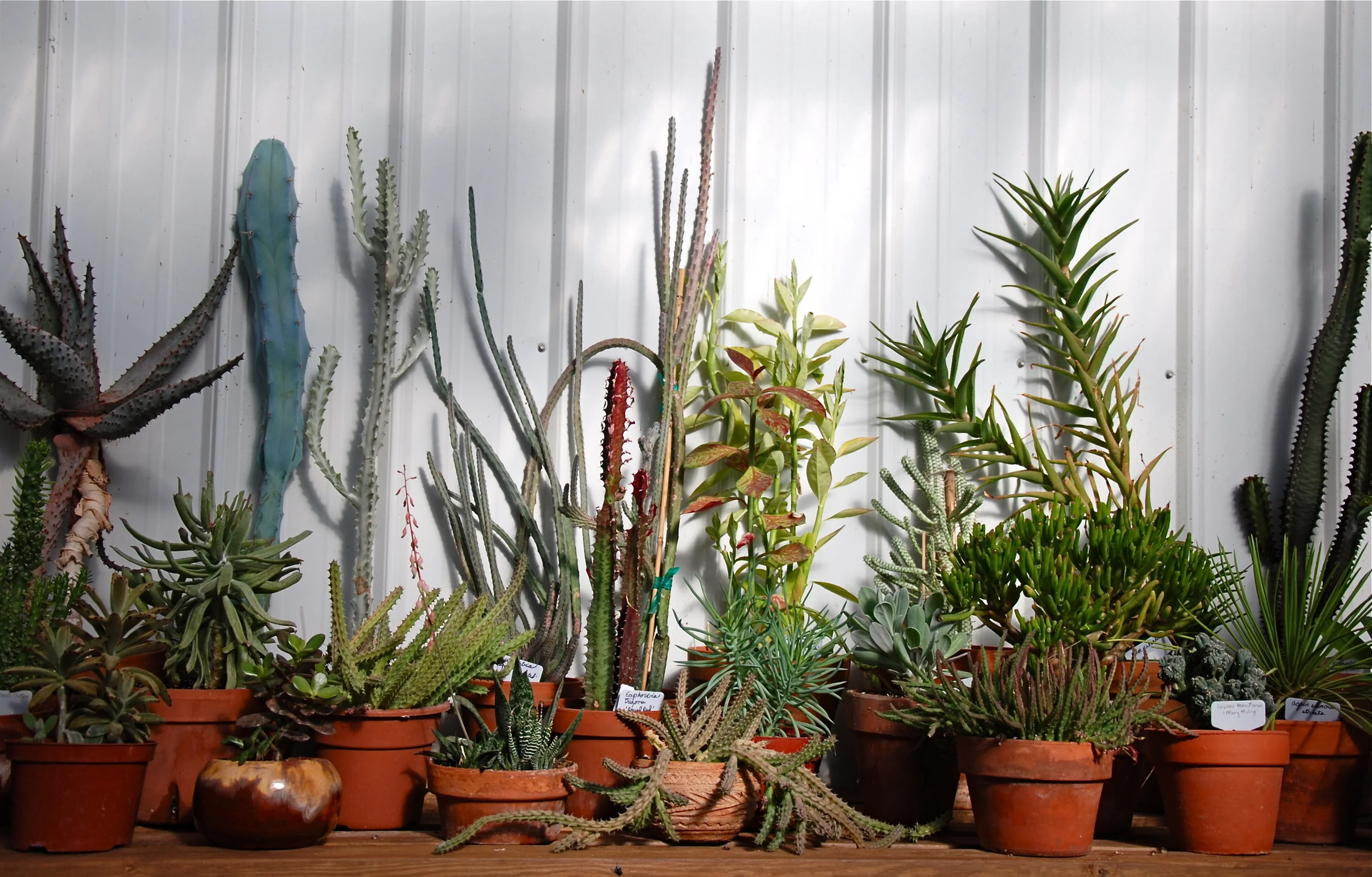 Aeonium, Agaves, Euphorbia, Cotyledon, Huernea, Aloe, Cacti, Kalanchoe, Graptosedum, Crassula, Echeveria, Gasteria, Haworthia, Sedum, Sedevera, Senecio, Sempervivum, Stapelia, etc.
