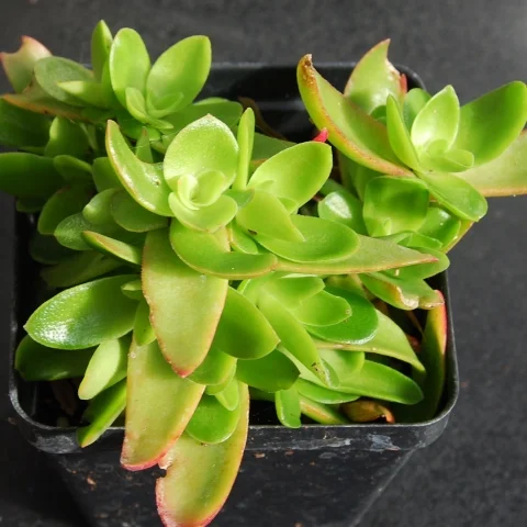 Crassula erosula 'Campfire'