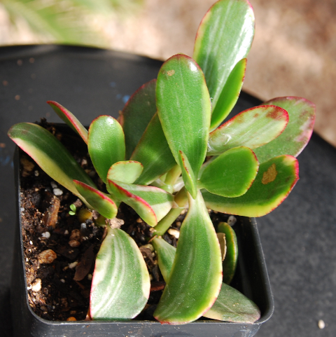 Crassula argentea 'Red Jade'