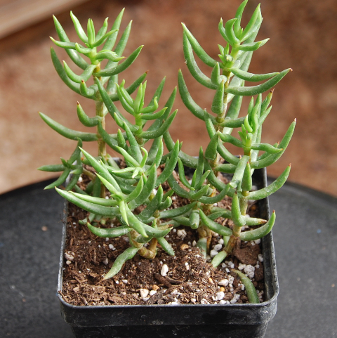 Crassula 'Pine Tree'