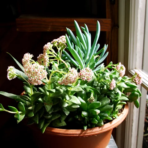 Crassula 'Springtime'