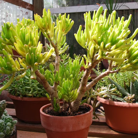 Crassula ovata 'Thumbprint Plant'