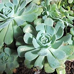 Echeveria peacockii