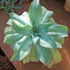 Echeveria subrigida 'Red Tide'