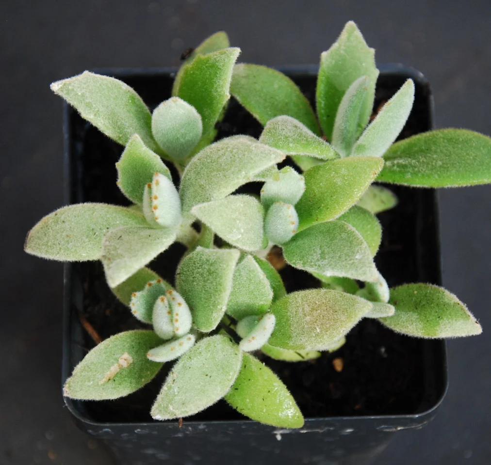 Kalanchoe beharensis 'Feltbush'