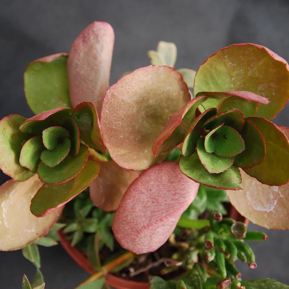 Kalanchoe blossfeldiana