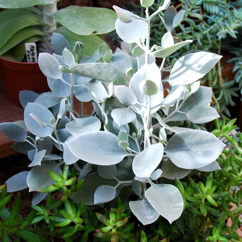 Kalanchoe hildebrandtii 'Silver Teaspoons'
