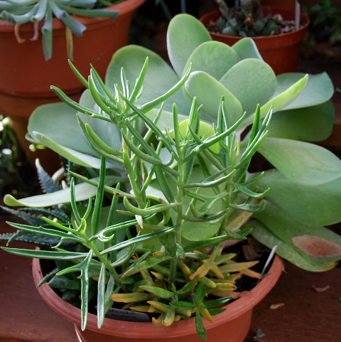 Kalanchoe kewensis & Kalanchoe thyrsiflora