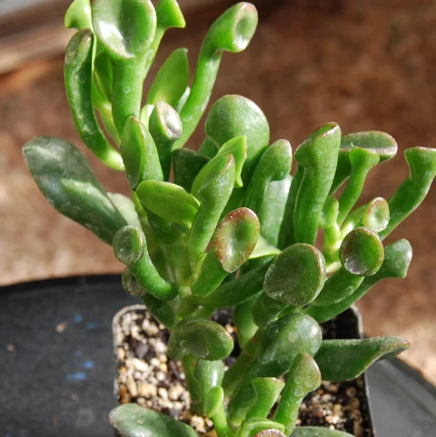 Crassula ovata 'Orge Plant'