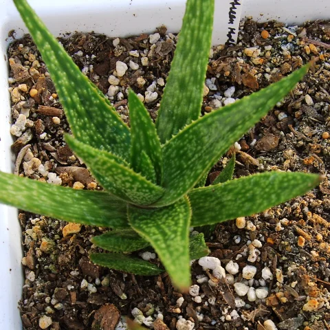 Gasteraloe 'Green Gold'