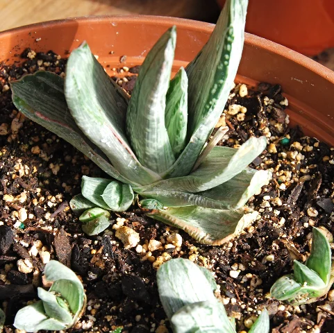 Gasteria 'Fuji'