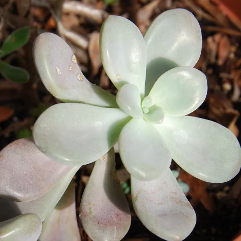 Graptopetalum 'Miraraki'
