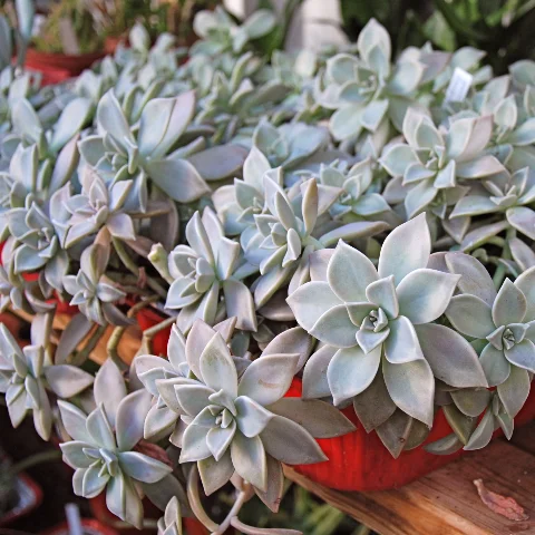 Stillwater Succulents