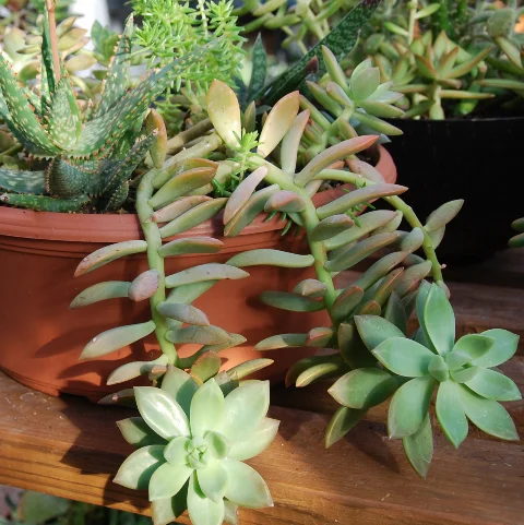 Graptosedum 'Vera Higgins'