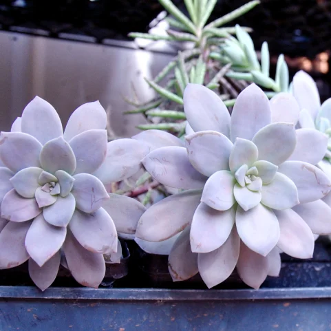 Graptopetalum pentandrum superbaum