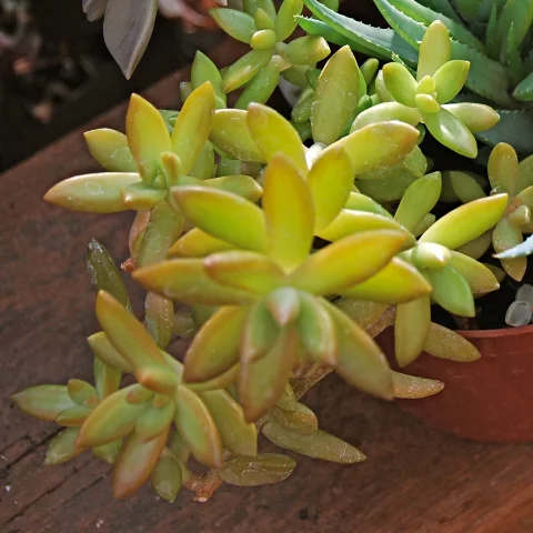 Sedum adolphii 'Golden Glow'