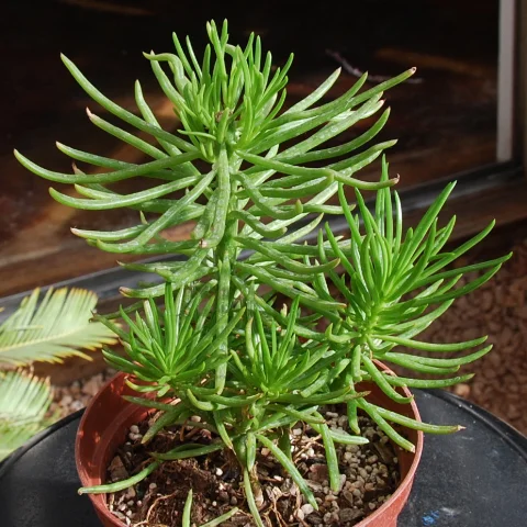 Senecio barbertonicus 'Lemon Bean Bush'