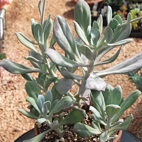 Senecio cliffordanus