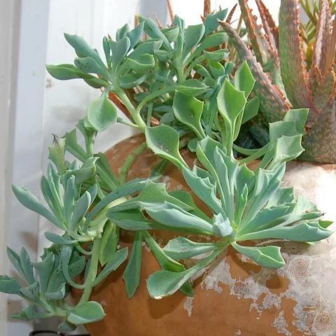 Senecio kleiniiformis 'Spear Head'