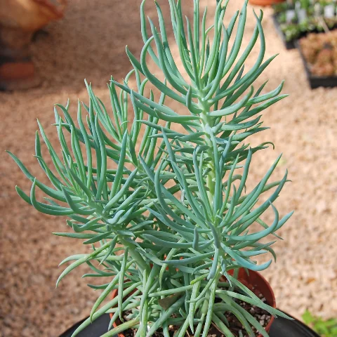 Senecio cylindricous