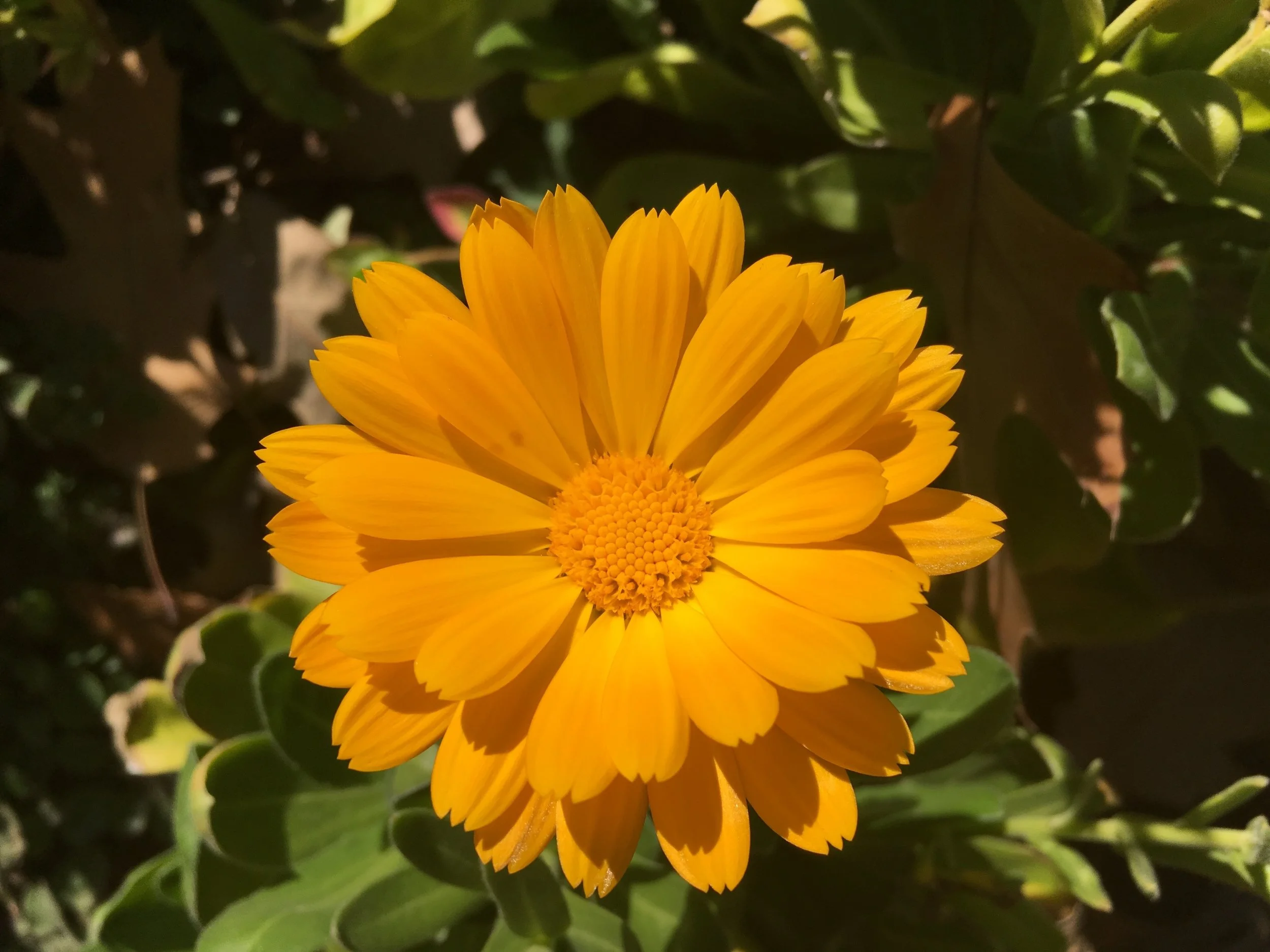 calendulabloom.jpg