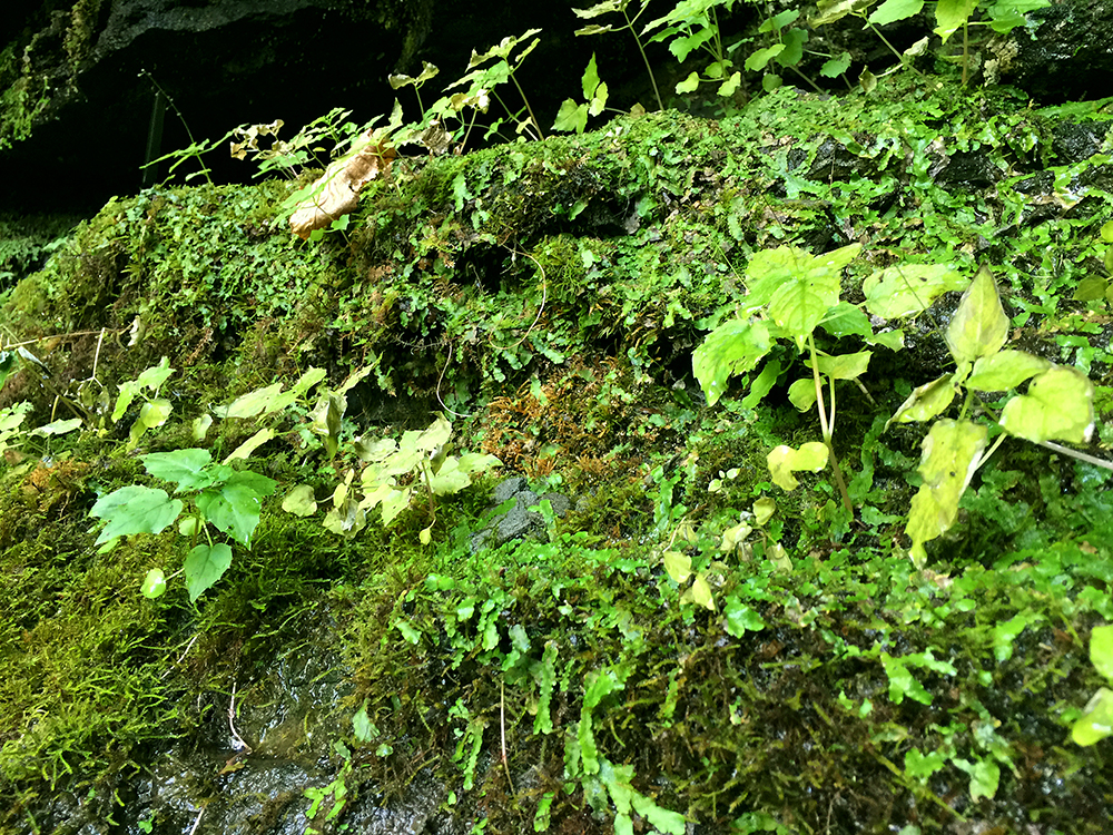The moss grows on the side of the glen.