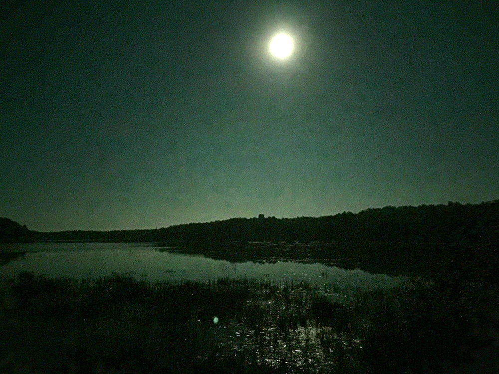 A full moon reflects in the grass on the lake.