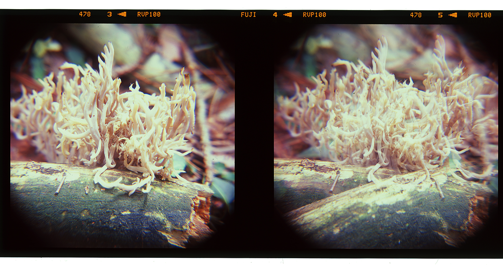 Two shots of magnificent fungi in Cranesville Swamp Preserve, West Virginia.