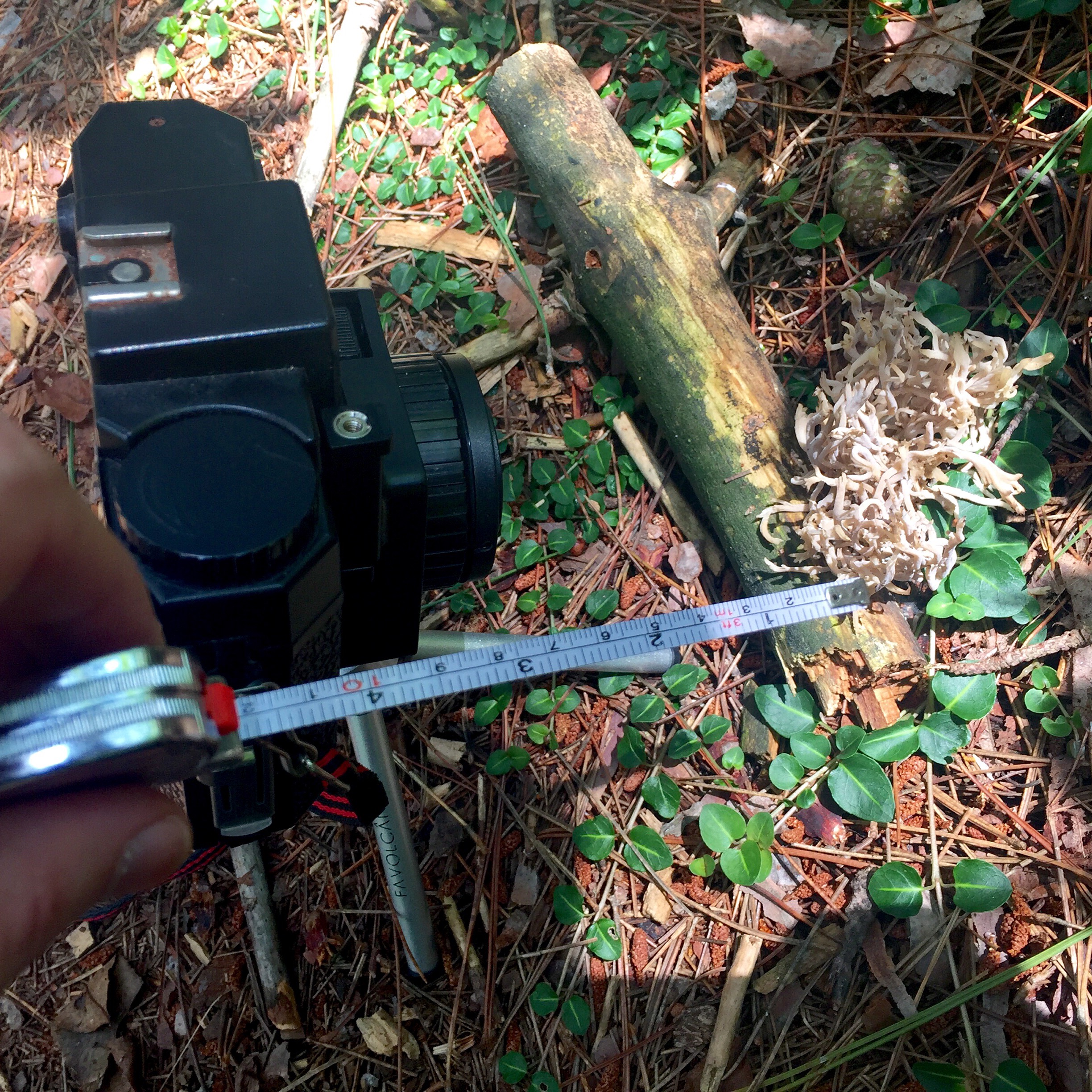 Setting up the shots above with a 120mm lens on the Holga - measuring 4.7" from the subject.