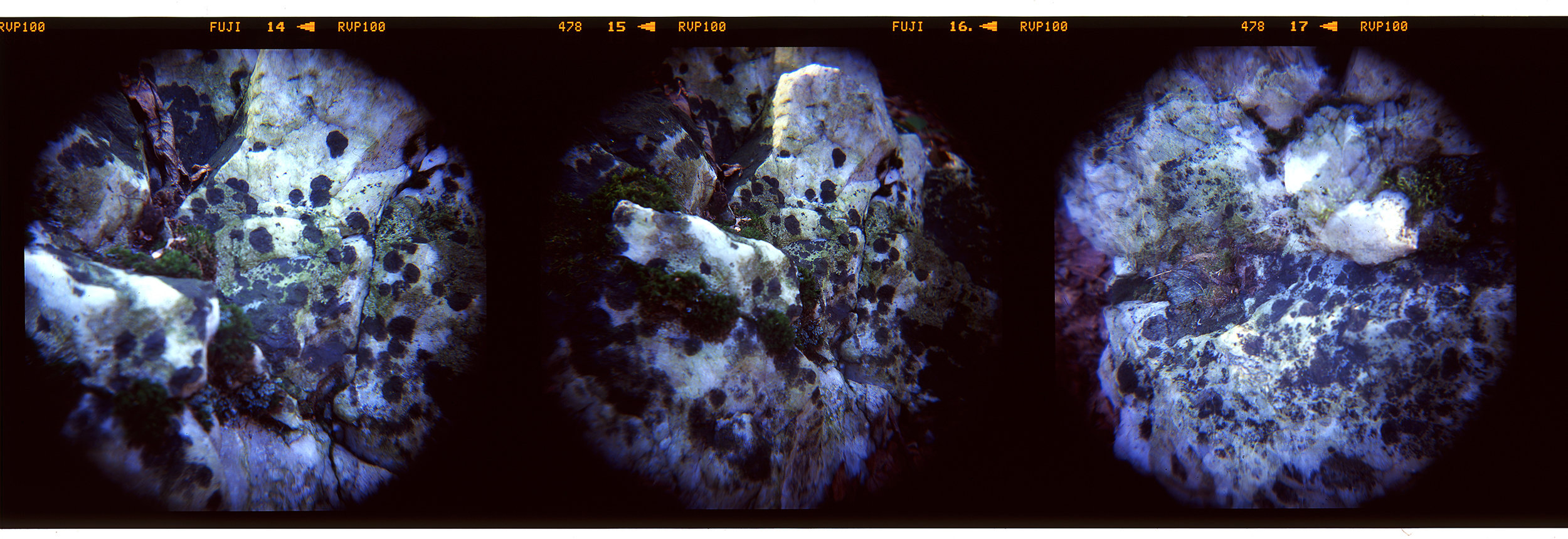 Moss and licen on quartz rock in Gambrill State Park, Maryland. taken using a 250mm lens.