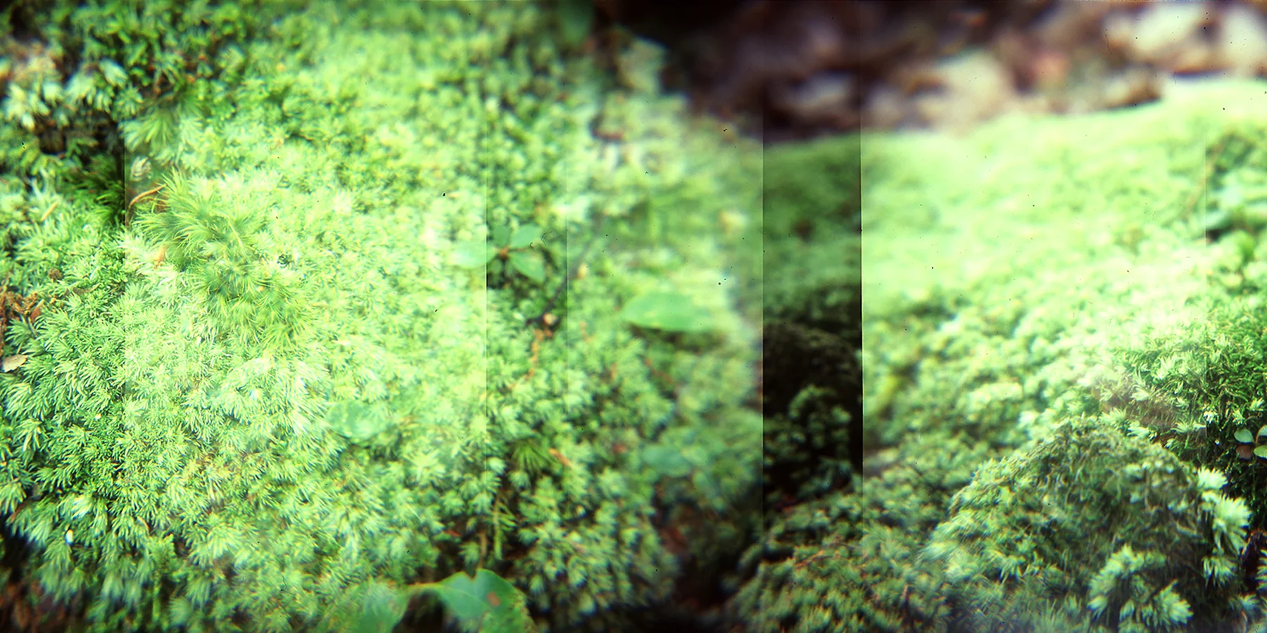 Macro Photography with a Holga