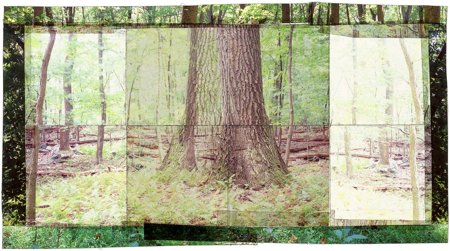 GAMBRILL SP, 3 • 30"x 17" • GICLEE PRINT FROM TRANSPARENCY FILM COMPOSITION