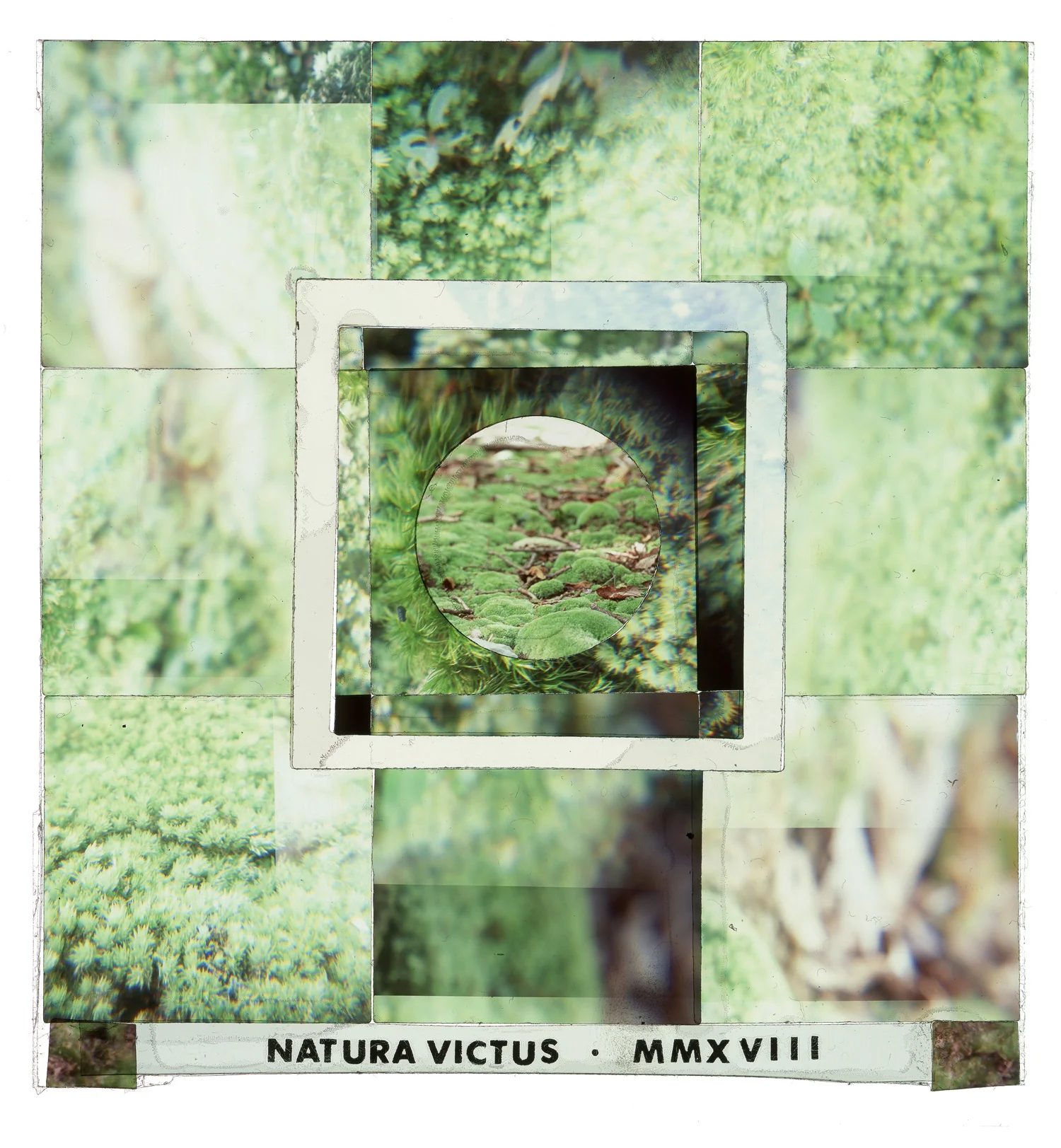 Natura Vitus #2, 24"x26"