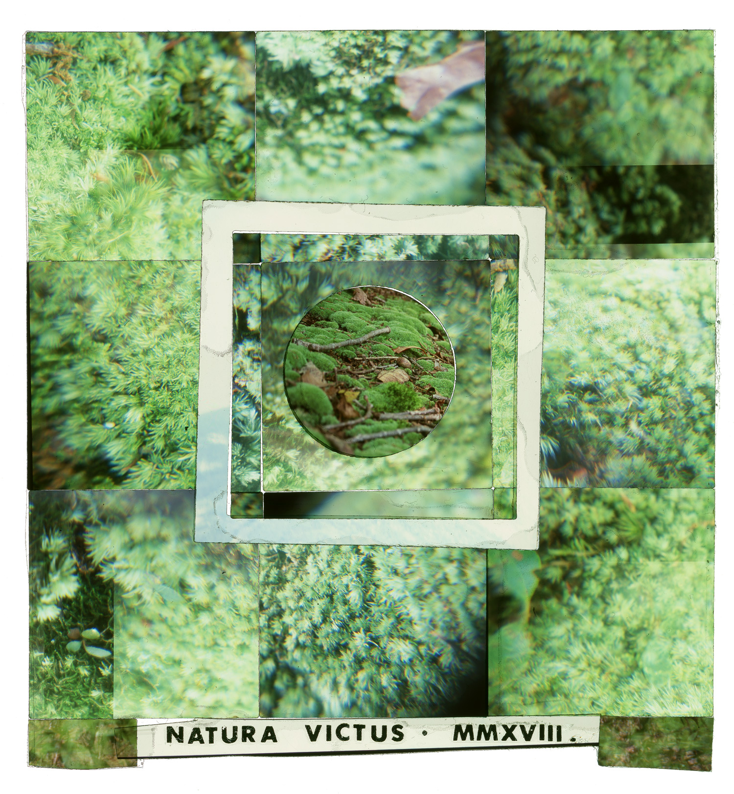 Natura Vitus #1, 24"x26"