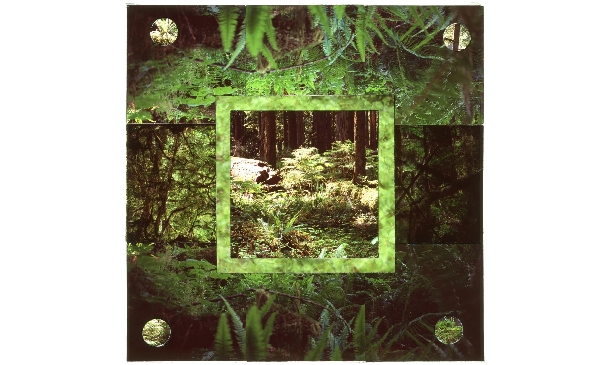 CARBON RIVER RAINFOREST, MT. RAINIER NP, 1 • 24"x 24" • GICLEE PRINT FROM TRANSPARENCY FILM COMPOSITION