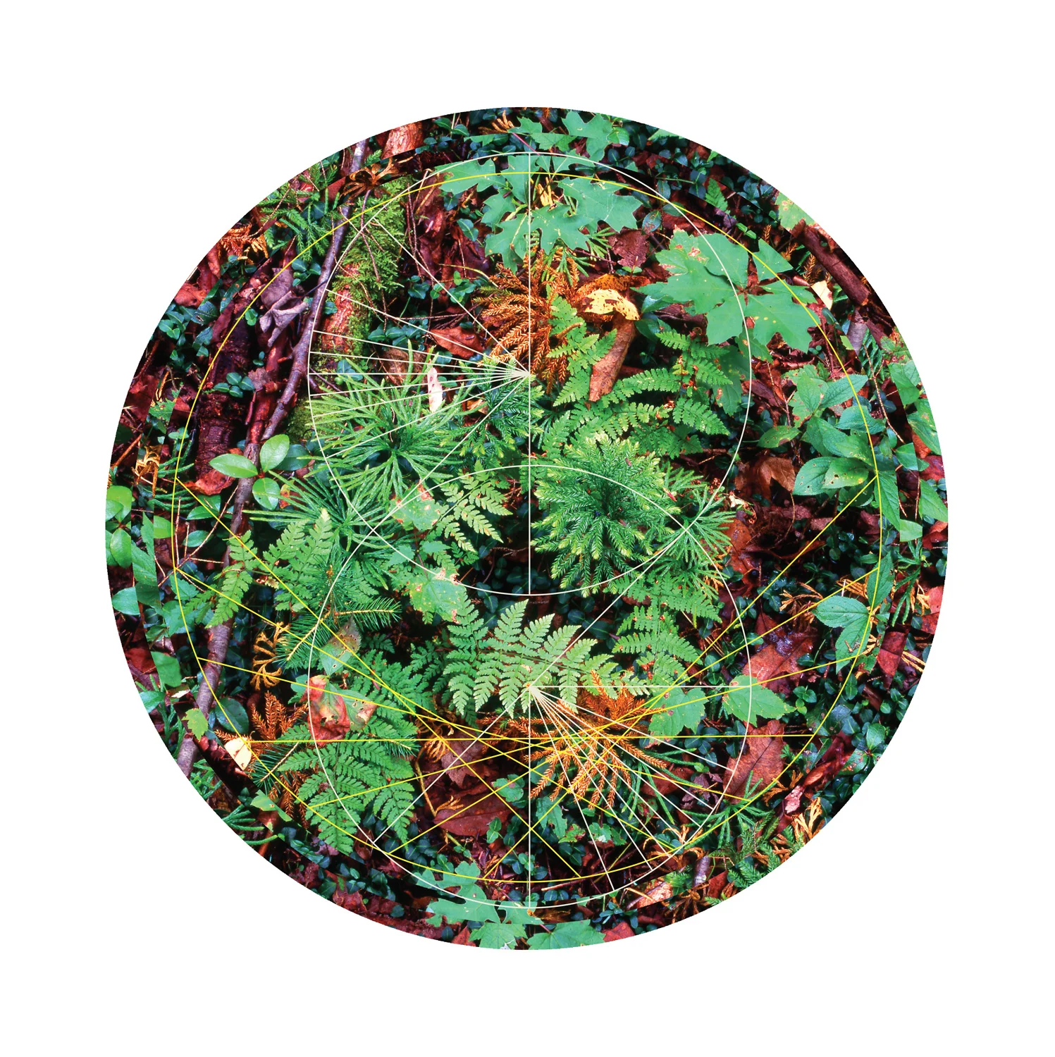 RAINIER BOTANY 1 • PRINT ONLY