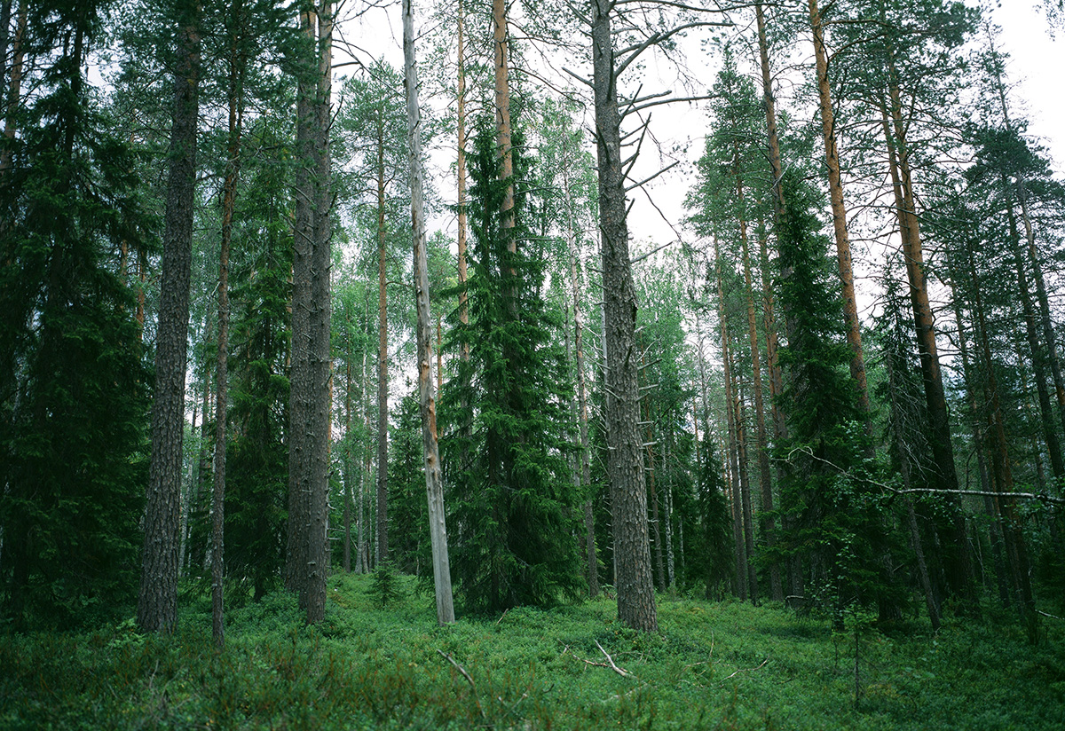 01-006 copy 2.jpg