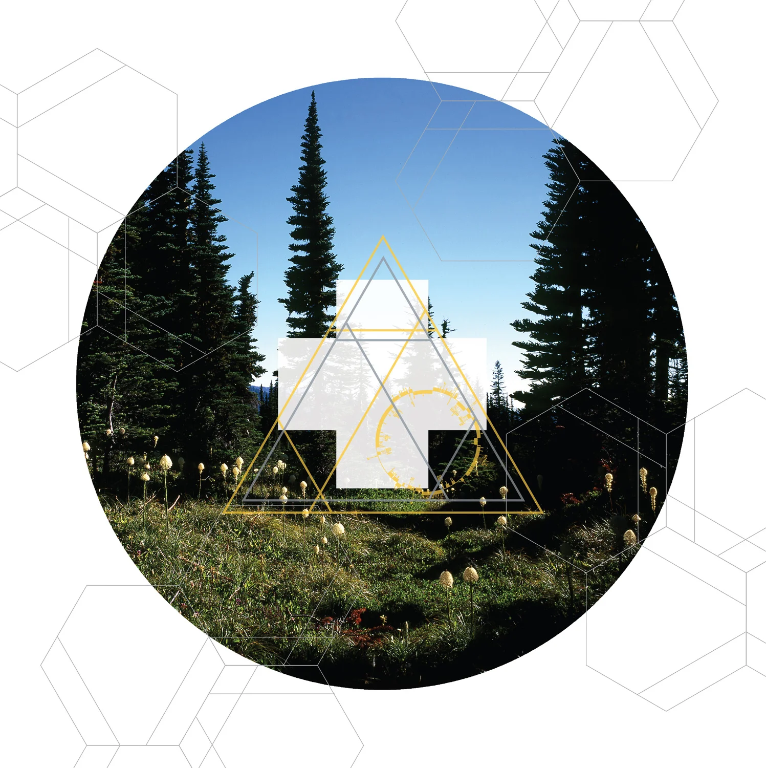 RAINIER BOTANY 10 • TRANSPARENCY FILM PRINT ONLY