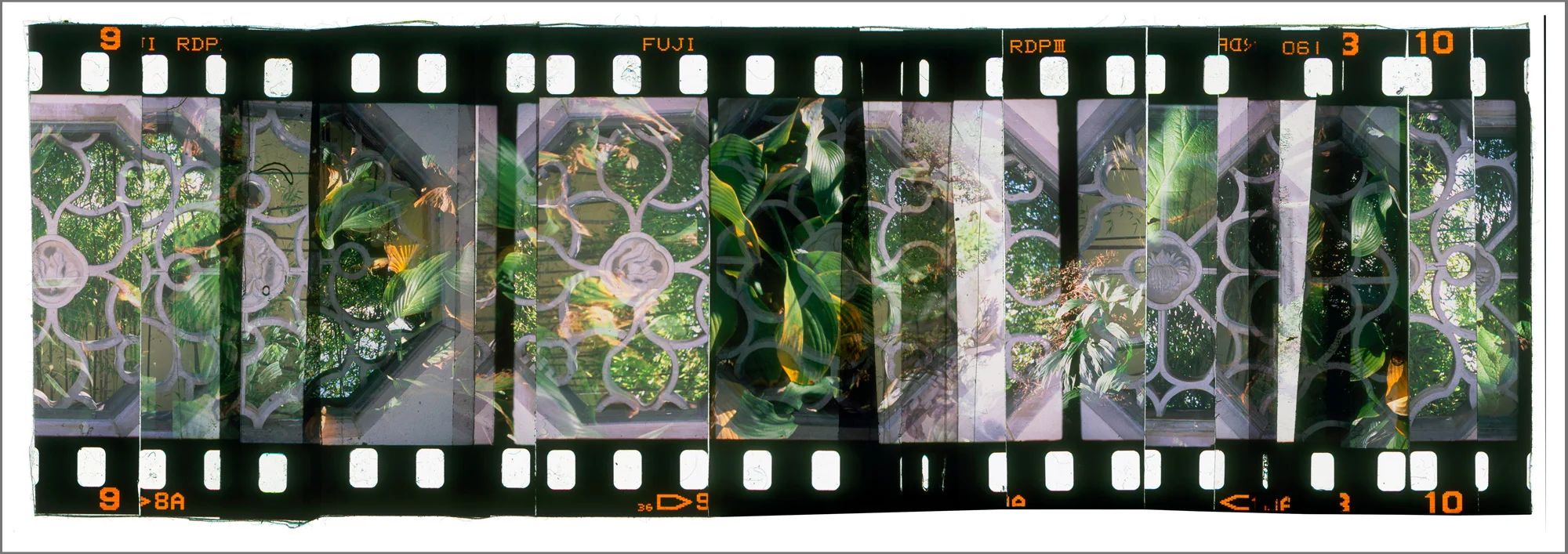 ARBORETUM GARDEN 2, ACRYLIC MOUNTED PRINT FROM 35MM TRANSPARENCY FILM COMPOSITION, 17” x 48”, EDITION OF 5