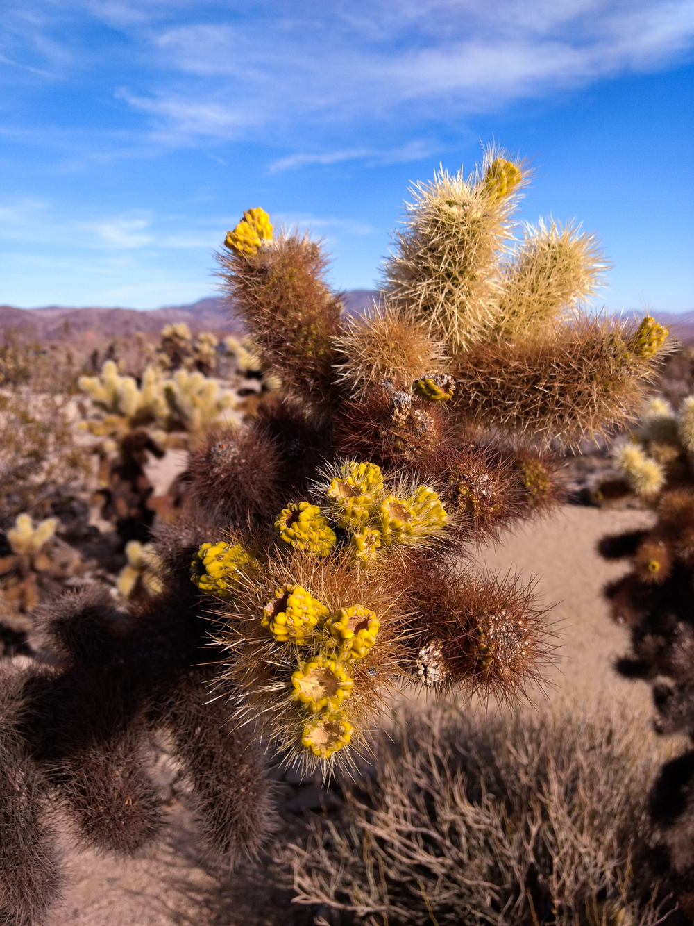 Joshua Tree, California