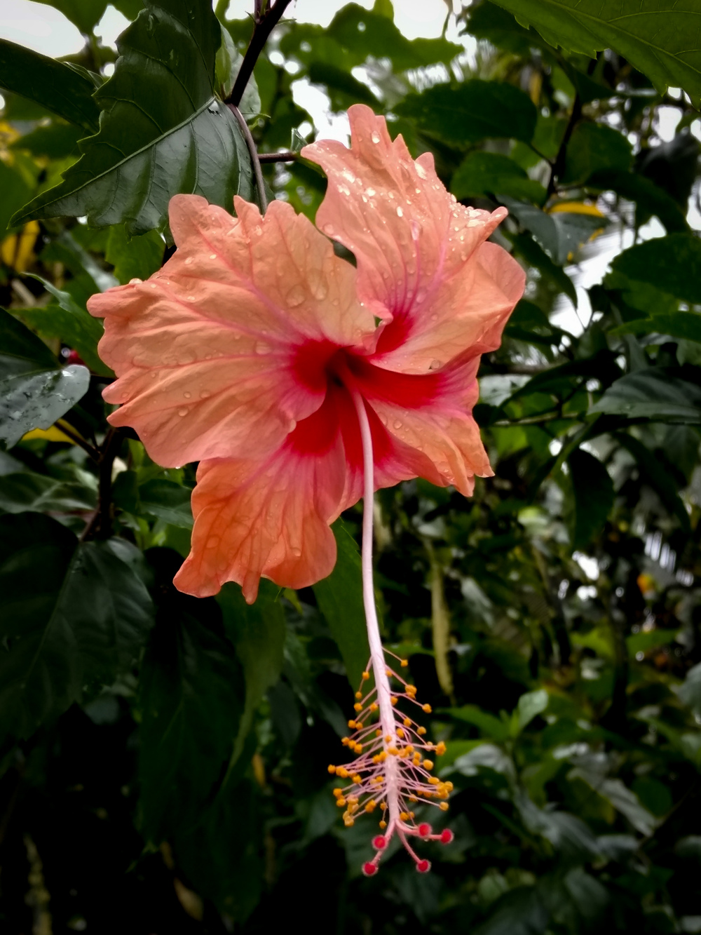 Puerto Viejo, Costa Rica