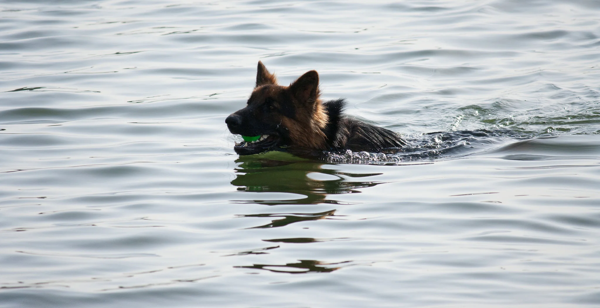 * German Shepard pictured is not featured dog in story...