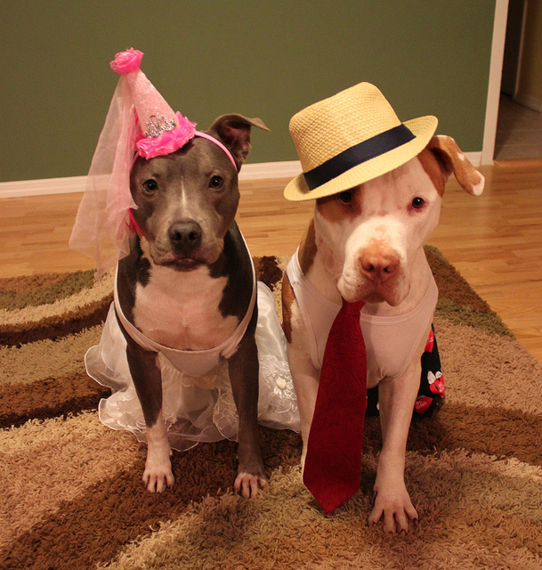 Photo By www.petful.com ,