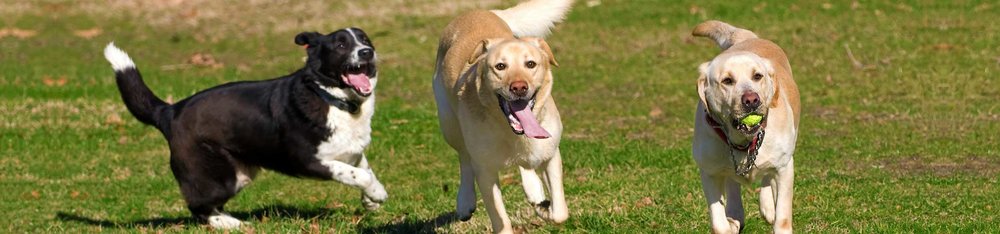 What do you call a dog lover? — Simply Pets - Official Site What do you call a dog lover? — Simply Pets - Official Site