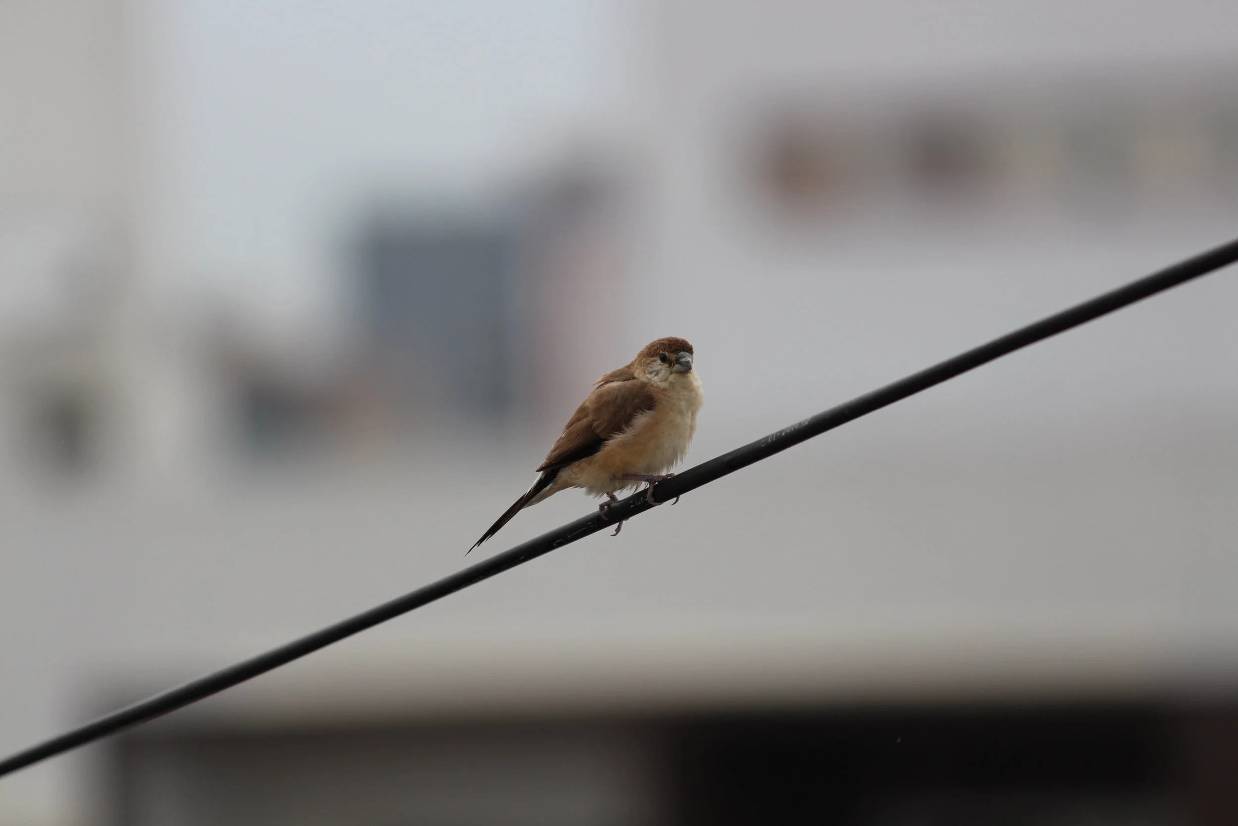 i made the dean's list.