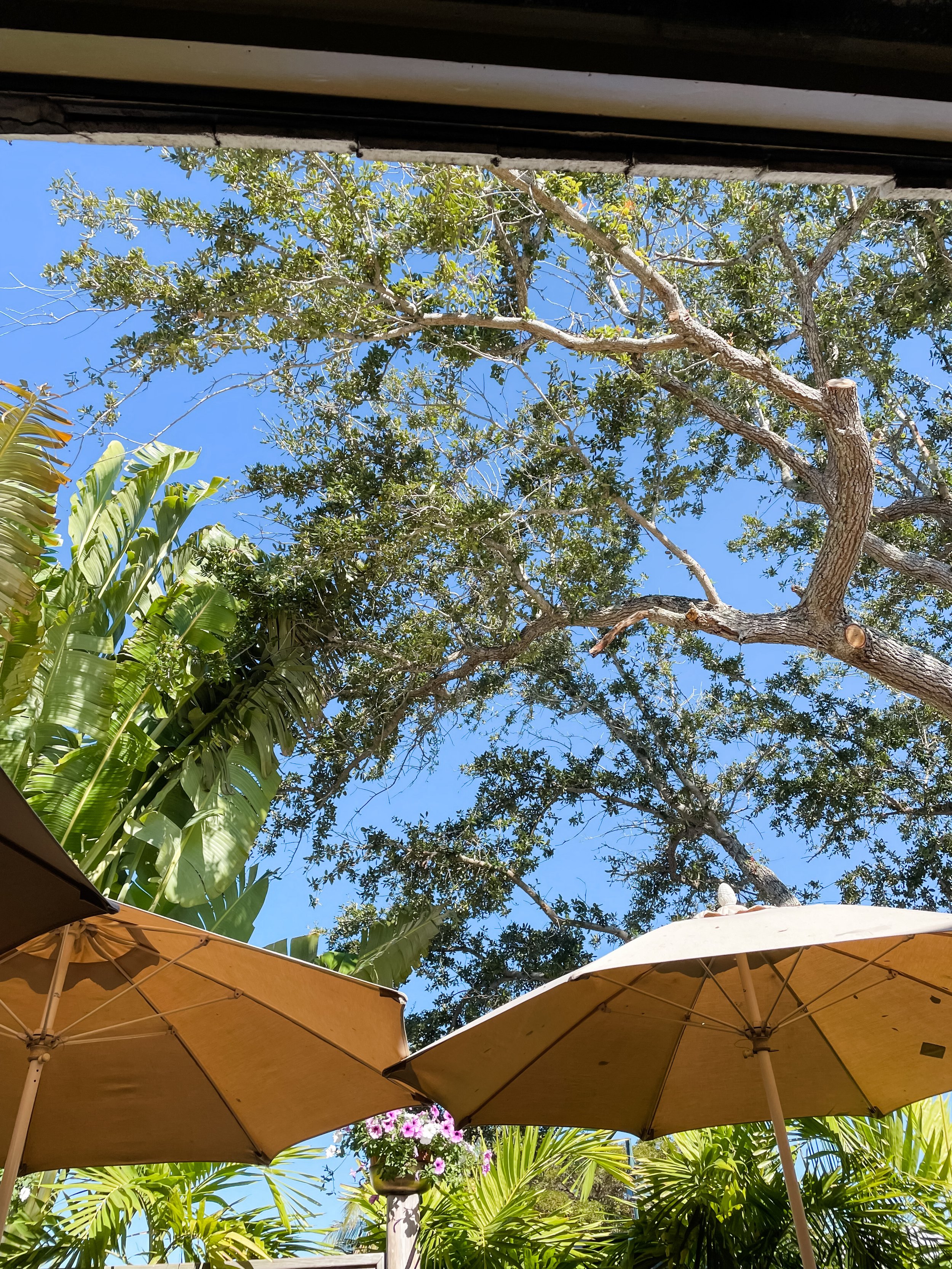View from The Sun Garden Cafe in Siesta Key, Florida